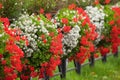 Vibrant pelargonium flowerbeds outdoor, summer blooms, green nature Royalty Free Stock Photo