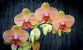 Vibrant phalaenopsis orchids Royalty Free Stock Photo