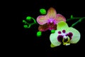 Small branch of golden pink and pale green phalaenopsis orchids on black background Royalty Free Stock Photo