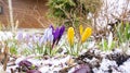 A vibrant photo of the first yellow and purple crocus flowers growing in the snow in a beautiful flower garden Royalty Free Stock Photo