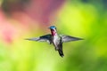 A vibrant photo of a male Long-billed Starthroat hummingbird, Heliomaster longirostris, hovering in the air Royalty Free Stock Photo