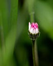 Vibrant photo of purple spring flower bud Royalty Free Stock Photo