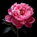 Vibrant Photo-realistic Peony In 32k Uhd On Black Background