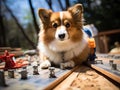 Corgi in hardhat with blueprints outdoors