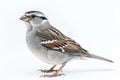 Vibrant Picture of WhiteCrowned Sparrow on a White Background Royalty Free Stock Photo