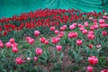Vibrant, picturesque field of tulip flowers in full bloom