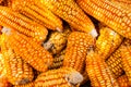 A vibrant pile of corncobs drying in the sun.