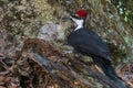 Vibrant Pileated Woodpecker bird perched atop a wooden tree stump surrounded by lush green foliage Royalty Free Stock Photo