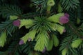 Vibrant pine tree bursting with lush, vibrant green foliage and adorned with abundance of cones