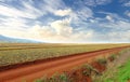 A vibrant pineapple field in harvest with cloudy sky background and copyspace. Scenic landscape of rural farm land with