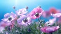 Pink anemone flowers on blue sky background with copy space Royalty Free Stock Photo