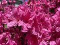 Vibrant Pink Azalea Flowers During Spring