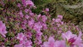 Vibrant Pink Azaleas Blooming in a City Park - Perfect for Springtime Postcards