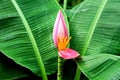 Vibrant Pink Banana Flower in the Park Royalty Free Stock Photo