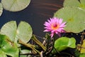 Vibrant Pink Blooming Lotus Flower with a Green Flower Bud in the Morning Sunlight Royalty Free Stock Photo