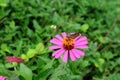 Vibrant pink blooming wild Cosmos flower with a butterfly collecting its nectar Royalty Free Stock Photo