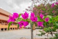 Vibrant Pink Bougainvillea Blooms Adorning a Peaceful Courtyard