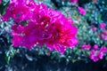 Pink Bougainvillea Flowers Blossom on the Vine in Mexico Royalty Free Stock Photo