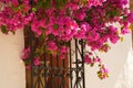 Vibrant pink bougainvillea flowers decorate the window grille. Royalty Free Stock Photo