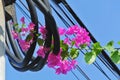 Vibrant Pink Bougainvillea Flowers in Roll of Black Electrical Cable Royalty Free Stock Photo