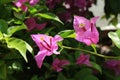 Vibrant Pink Bougainvillea Glabra or Paperflower in the Sunlight with Selective Focus