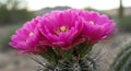 Vibrant Pink Cactus Blossoms in Desert Setting Royalty Free Stock Photo