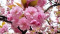 Vibrant pink cherry blossoms close-up in full bloom