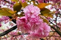 Vibrant Pink Cherry Blossoms in Full Bloom Against Springtime Background