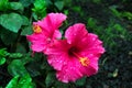 Pink china rose with water drops close-up.