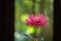 Vibrant pink colored dahlia Royalty Free Stock Photo