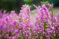 Vibrant pink common heather