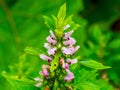 Vibrant pink Common motherwort illuminated by the sunlight, creating a beautiful and lush display