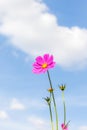 Vibrant pink cosmos blooming with blurred blue sky background. Royalty Free Stock Photo