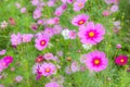 Vibrant pink cosmos blooming with blurred natural field farmland