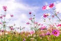 Vibrant pink cosmos blooming with blurred natural field farmland