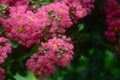 Pink crepe myrtle flowers