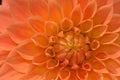 Vibrant orange colored dahlia Royalty Free Stock Photo