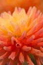 Vibrant orange colored dahlia Royalty Free Stock Photo