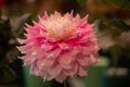 Vibrant pink colored dahlia Royalty Free Stock Photo