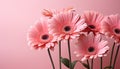 Vibrant pink daisy bouquet brings beauty and freshness to summer generated by AI Royalty Free Stock Photo