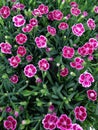 vibrant pink dianthus flowers