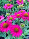 Vibrant pink Echinacea Purpera flowers in bloom during summer Royalty Free Stock Photo