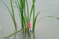 Pink Eggs of Golden Apple Snail or Pomacea canaliculata Laid on Growing Rice Plants Royalty Free Stock Photo