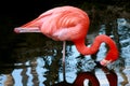 Vibrant pink flamingo drinking