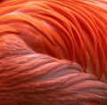 Vibrant pink flamingo feathers close up Royalty Free Stock Photo