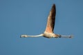 Vibrant pink flamingo soaring majestically in the sky, its wings outstretched in flight Royalty Free Stock Photo