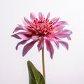 Vibrant Pink Flower With Bold Lines On White Background
