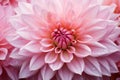 Vibrant Pink flower closeup. Generate Ai Royalty Free Stock Photo