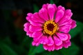 A vibrant pink flower with a dark center and yellow stamens, surrounded by green leaves. One large pink zinnia flower on a blurred Royalty Free Stock Photo
