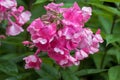 Vibrant pink flower of Fall phlox with rain drop Garden phlox, perennial phlox, Summer phlox